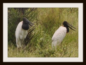 Bird icon of the Pantanal