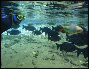 Snorkeling in Bonito