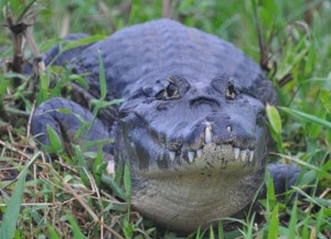 Caiman with a tooth coming through the lip