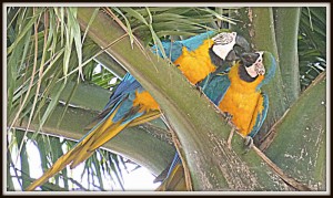 Two macaws in Campo Grande