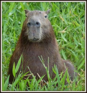 World's largest rodent- clarbarra