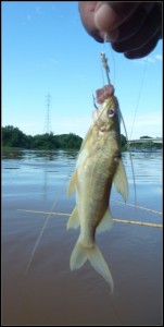 First fish caught - a tiny catfish