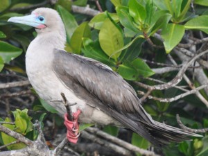 Blue-footed bobby