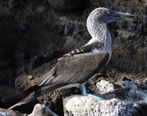 Blue-footed bobby