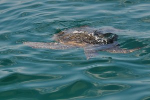 Last turtle seen from Floreana