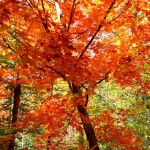 Beautiful foliage colours in Toronto