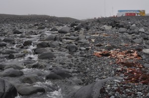 First stream with running water seen in Antarctic